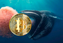 Кіт купив біткоіни на $1.6 мільярда, що призвело до зростання ціни btc до $55 000