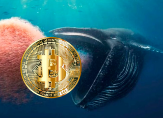 Кіт купив біткоіни на $1.6 мільярда, що призвело до зростання ціни btc до $55 000