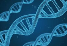 АльфаГеном: ШІ Google розшифровує приховану мову ДНК 🧬