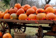 Планування Осені з Допомога ІІ: Забудьте про Пошуки, Насолоджуйтесь Сезоном