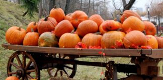 Perencanaan Musim Gugur yang Didukung AI: Lewati Pencarian, Rangkul Musim Ini