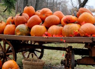 Планування Осені з Допомога ІІ: Забудьте про Пошуки, Насолоджуйтесь Сезоном