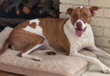 Перетворіть Фотографії Своїх Вихованців на Emoji для iPhone: Просте Посібник