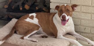 Перетворіть Фотографії Своїх Вихованців на Emoji для iPhone: Просте Посібник