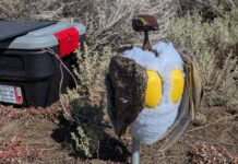 Zaawansowane technologicznie symulatory ptaków: czy roboty-ptaki mogą uratować zagrożone gatunki?