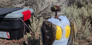 Високотехнологічні імітатори птахів: чи зможуть роботи-птиці врятувати види, що зникають?