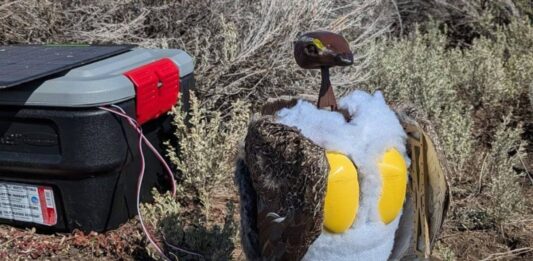 Високотехнологічні імітатори птахів: чи зможуть роботи-птиці врятувати види, що зникають?